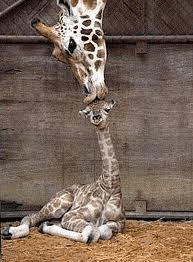 girafe
