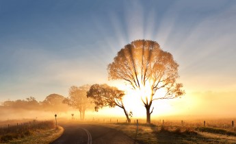 7019348-sunrise-morning-mist